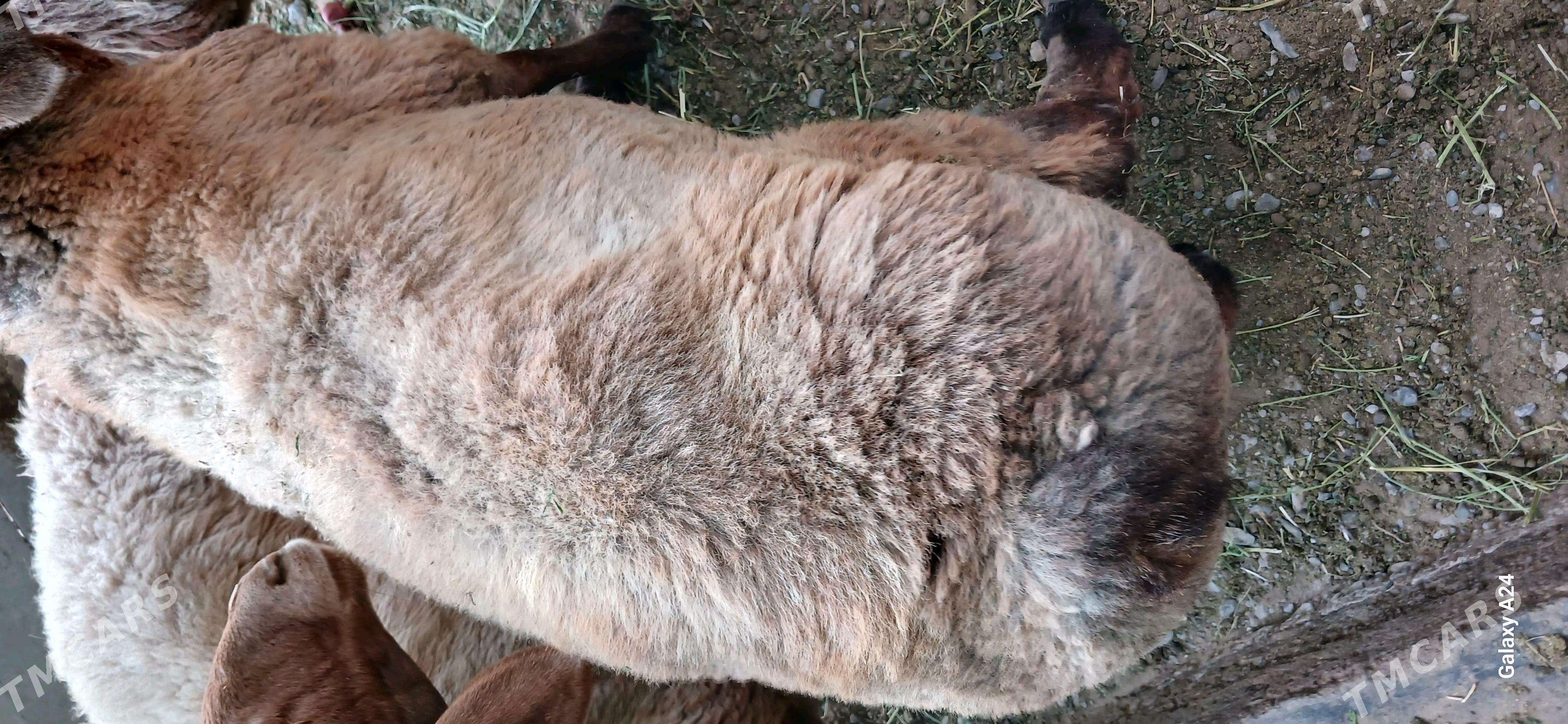 kisar - Тязе заман - img 5