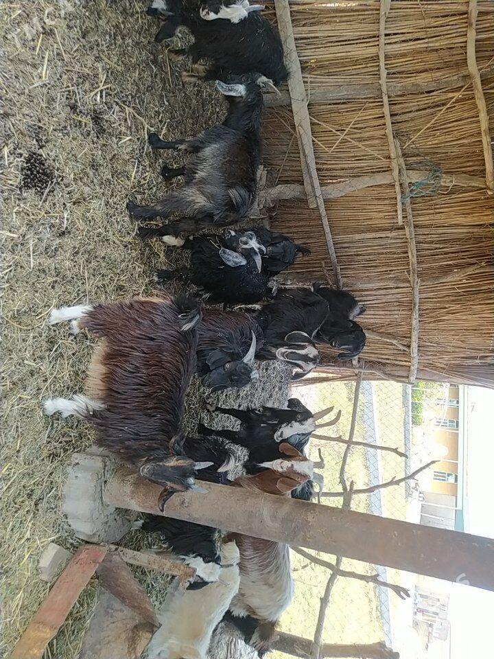 Çebişler, geçiler - Чарджоу - img 2