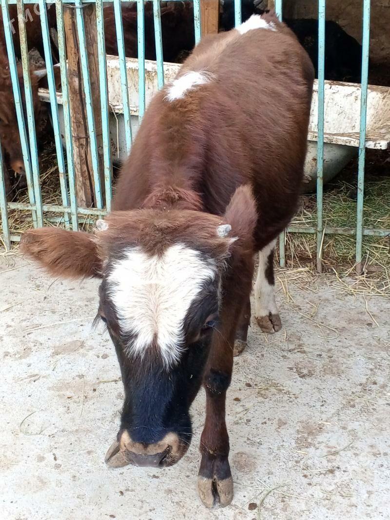 Swes okuzler - Aşgabat - img 4