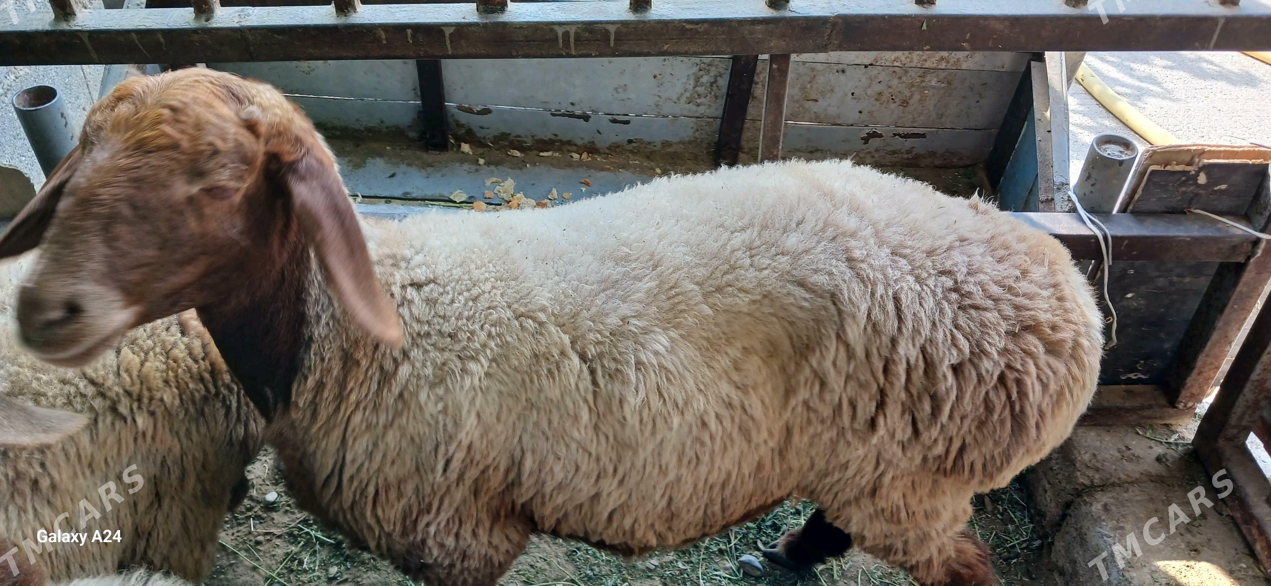 kisar - Тязе заман - img 3