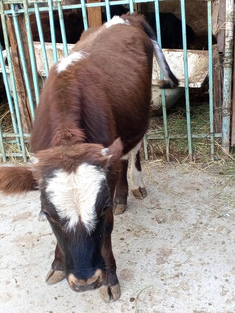 Swes okuzler - Aşgabat - img 3