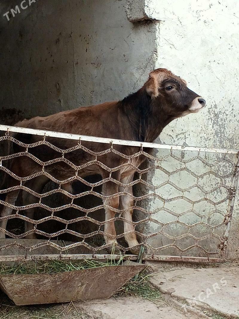 Swes okuzler - Aşgabat - img 5