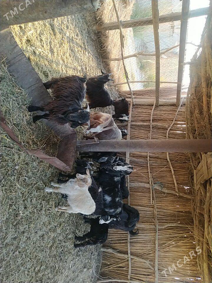 Çebişler, geçiler - Чарджоу - img 1