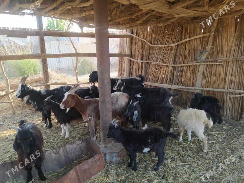 Çebişler, geçiler - Чарджоу - img 4