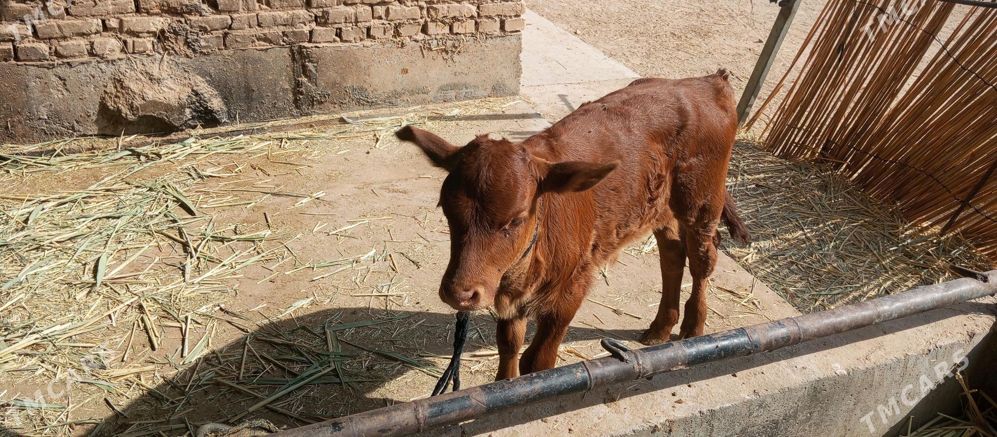 göleli sygyr - Babadaýhan - img 1