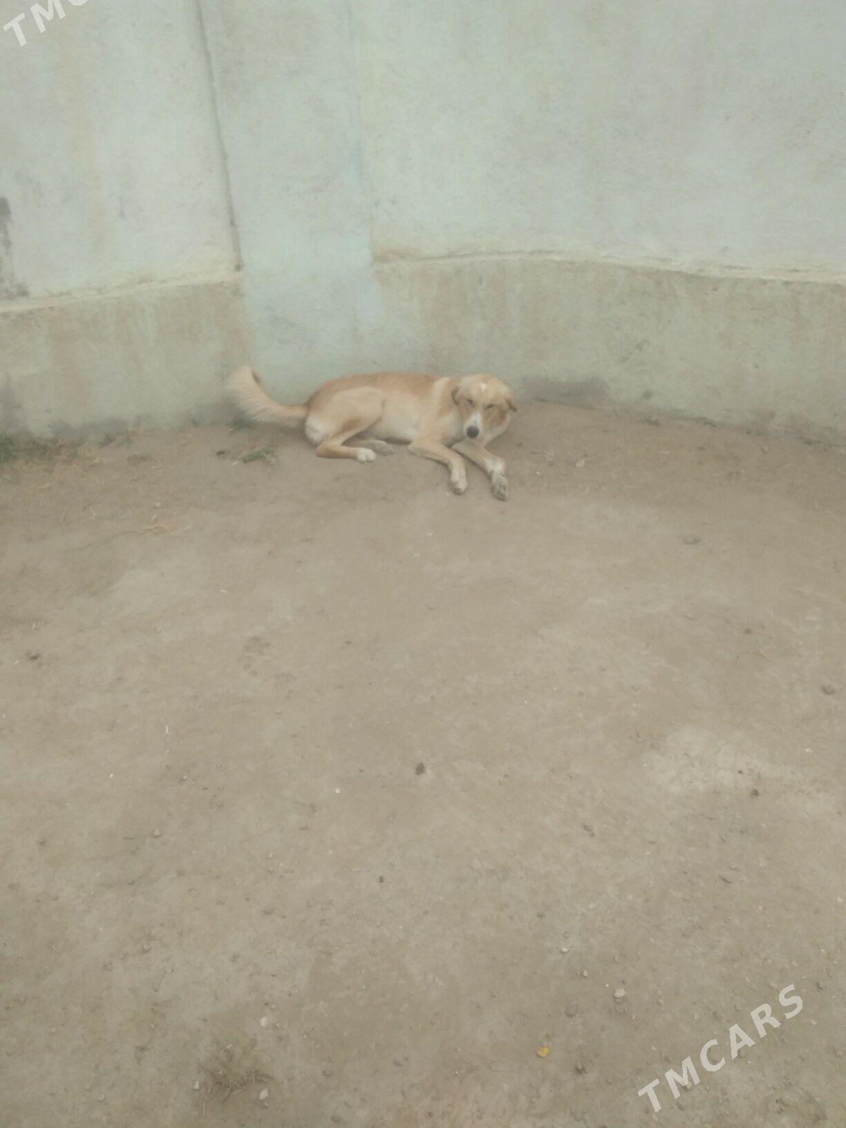 tazy - Берекет - img 2