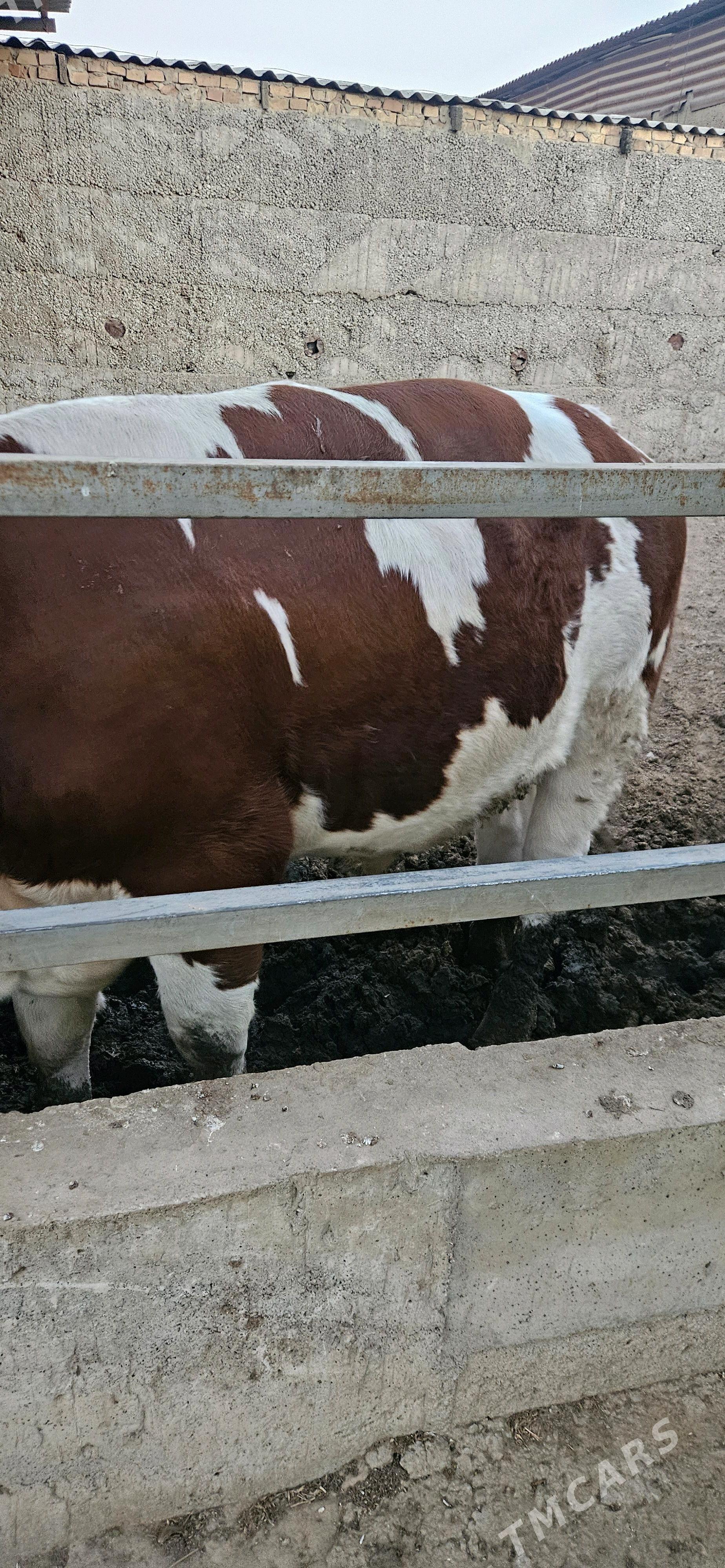 Smental öküz - Herrikgala - img 1