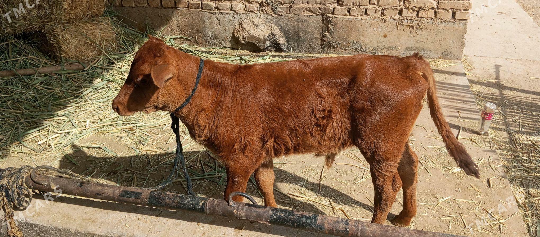 göleli sygyr - Babadaýhan - img 2