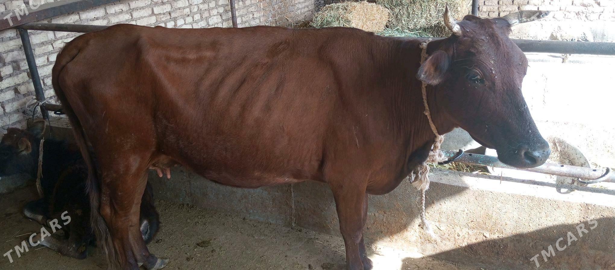 göleli sygyr - Babadaýhan - img 4