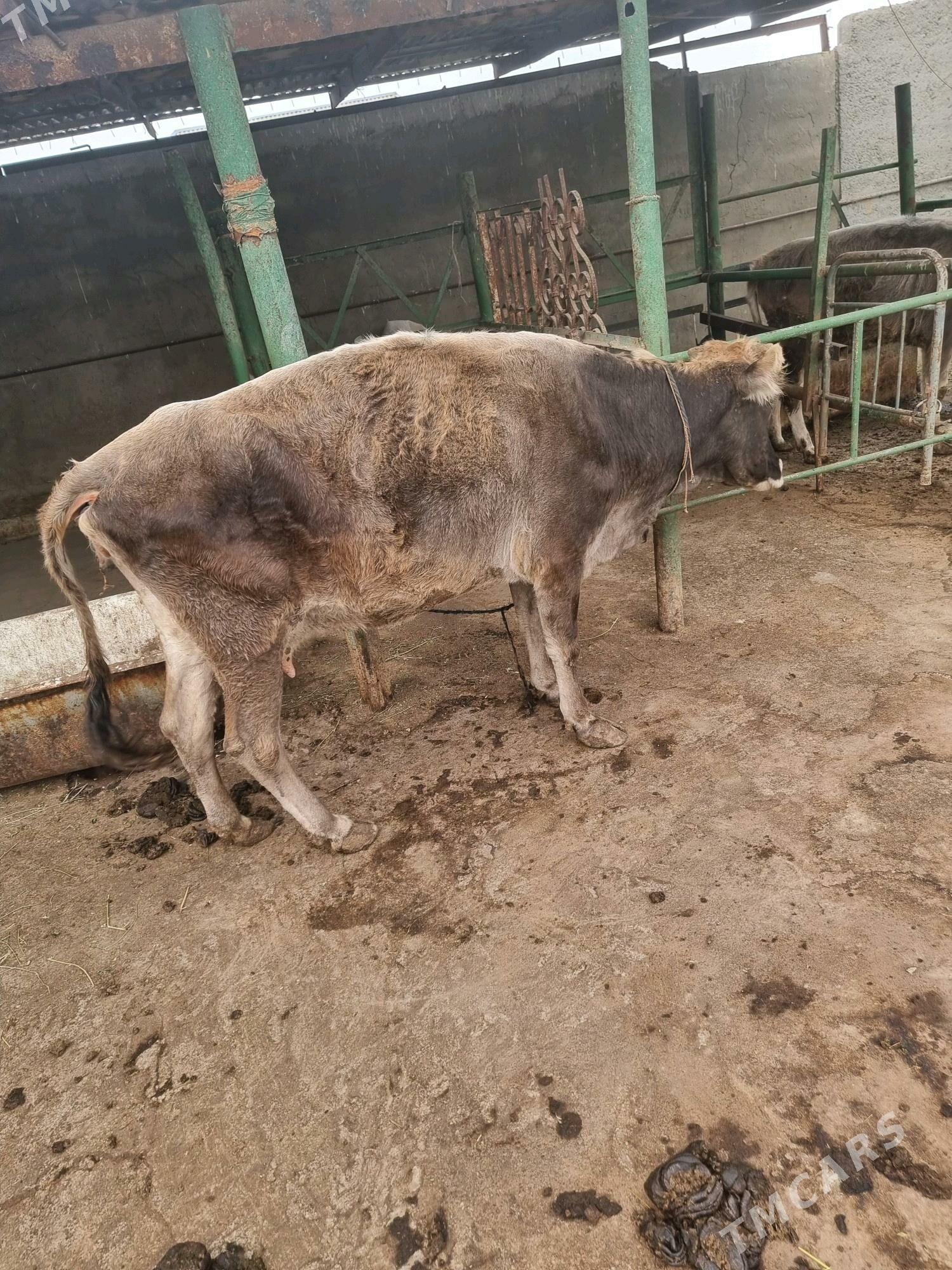 Sygyr 4 nji garny ýerli - Бахарден - img 2