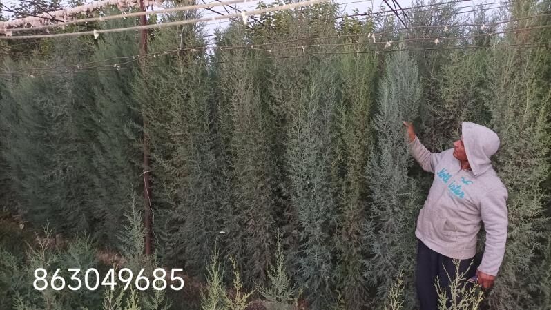 kipariz ýolka - Çärjew - img 2