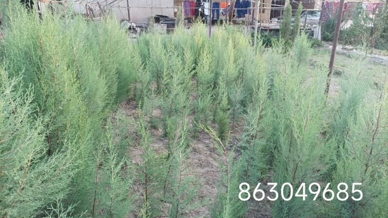 kipariz ýolka - Çärjew - img 3