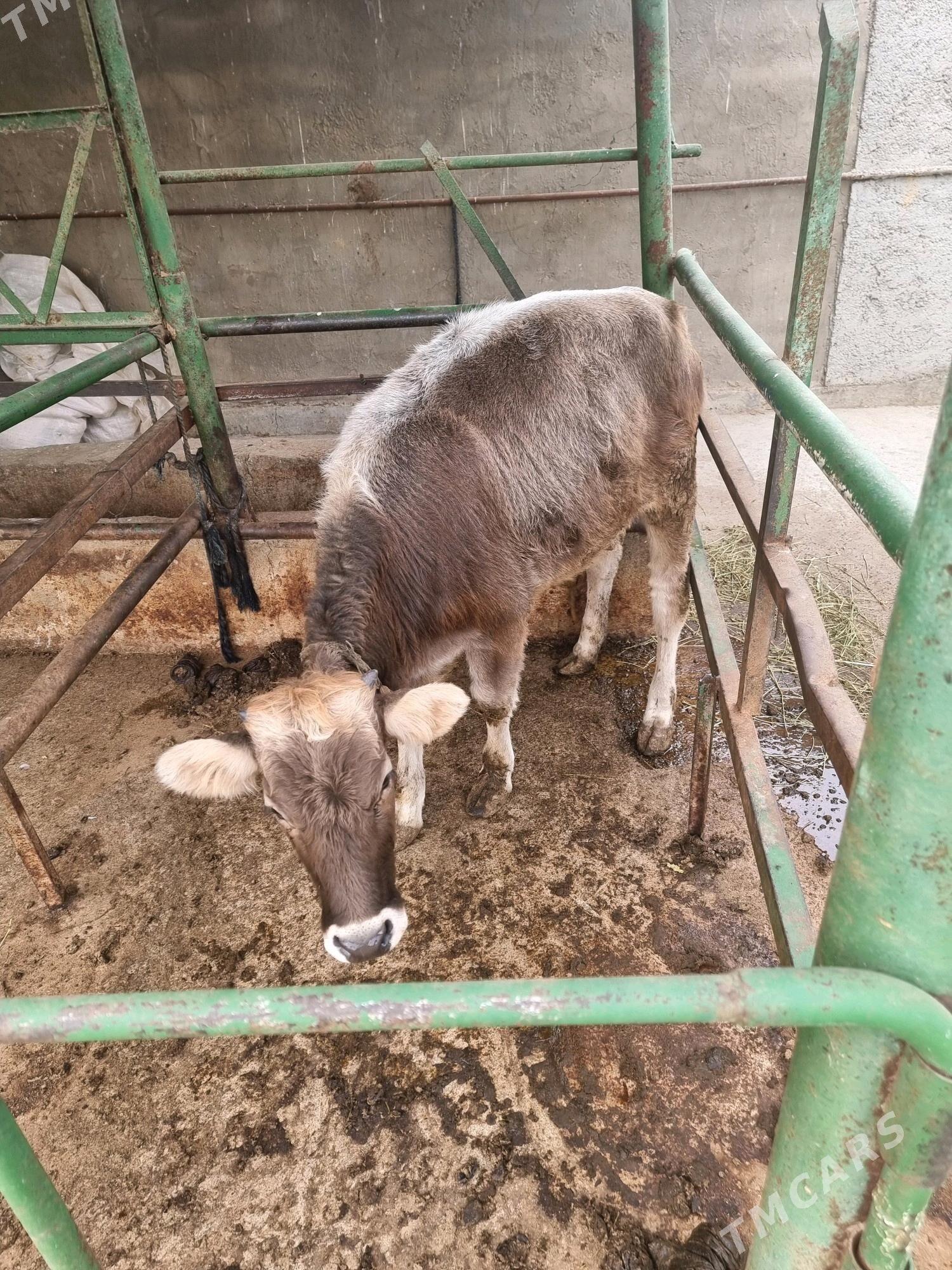 Tüwe bir ýaşan - Bäherden - img 1