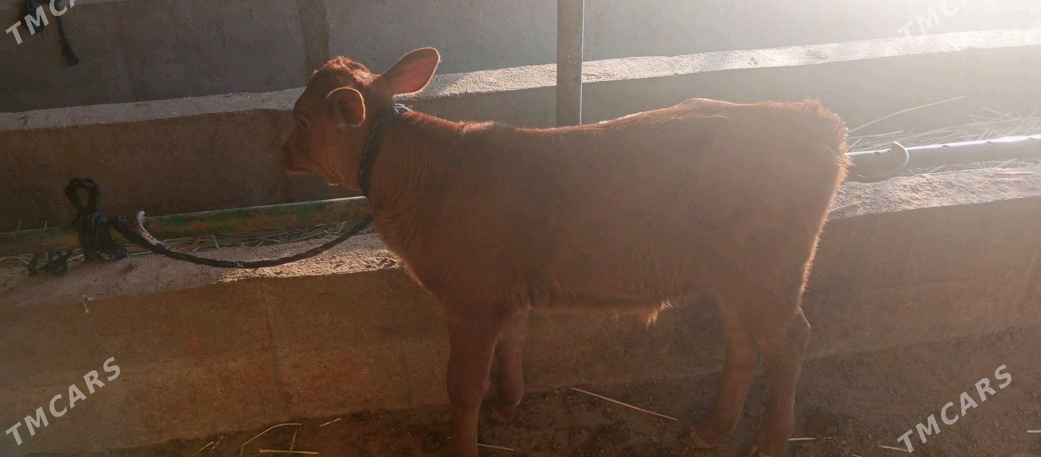 göleli sygyr - Babadaýhan - img 5