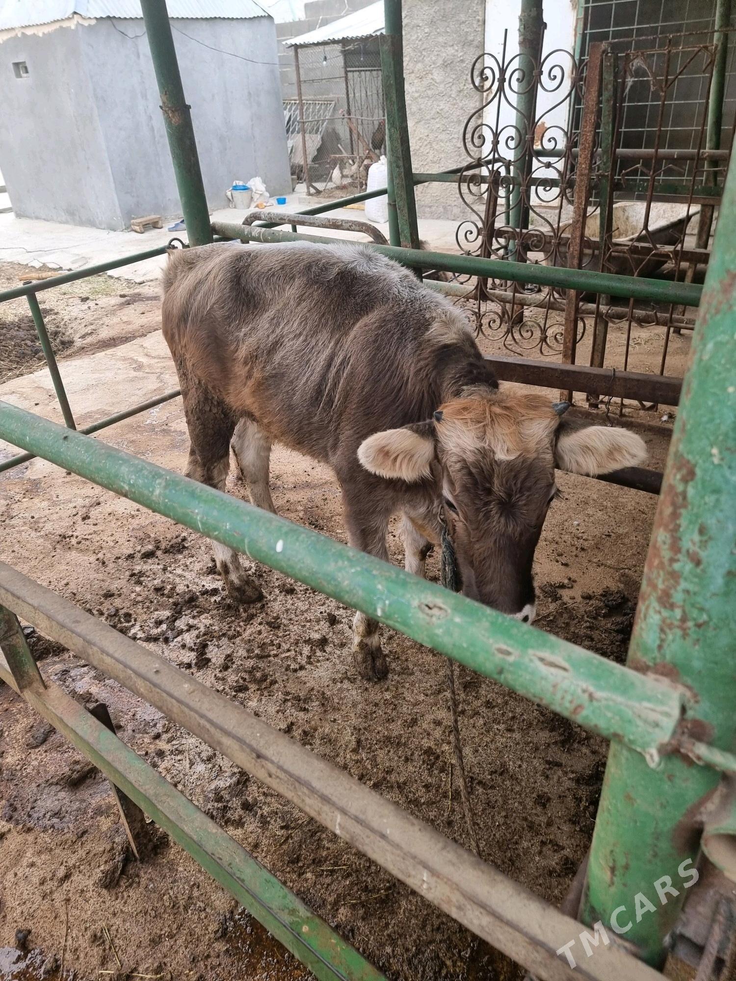 Tüwe bir ýaşan - Bäherden - img 2