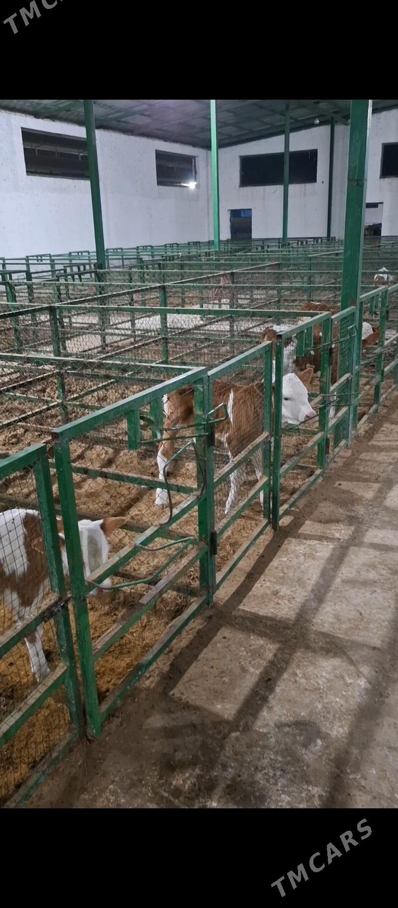 Smental öküz - Herrikgala - img 2