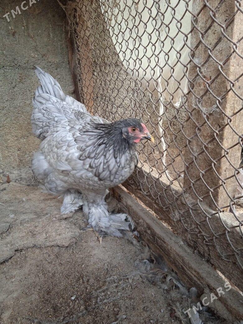 Blu - Херрикгала - img 2