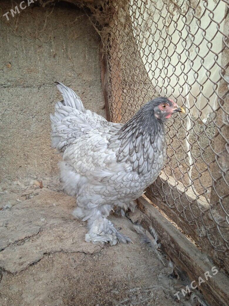 Blu - Херрикгала - img 1