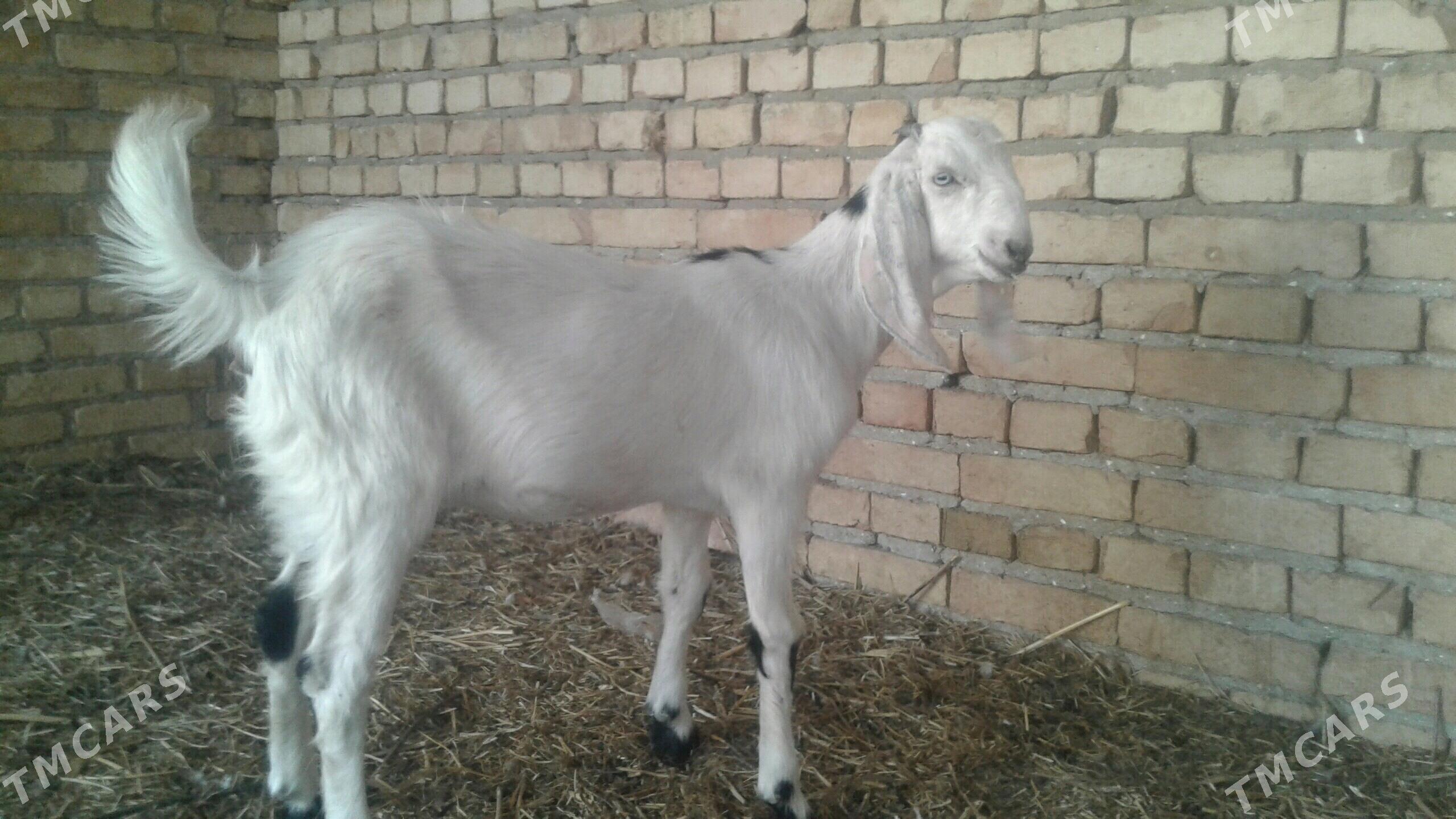 Пакистан овлак - Kerki - img 2