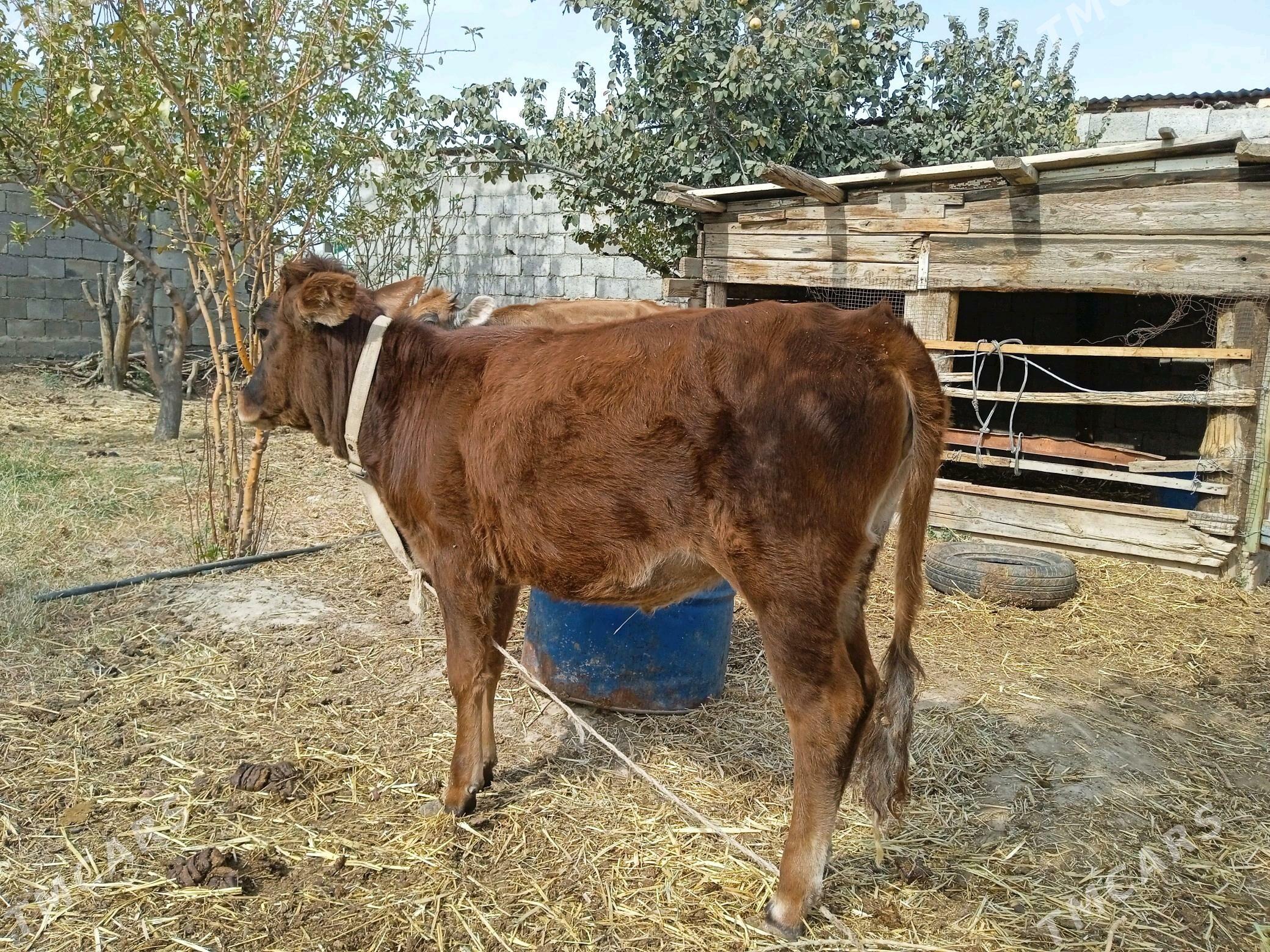 Tuwe.. - Änew - img 1