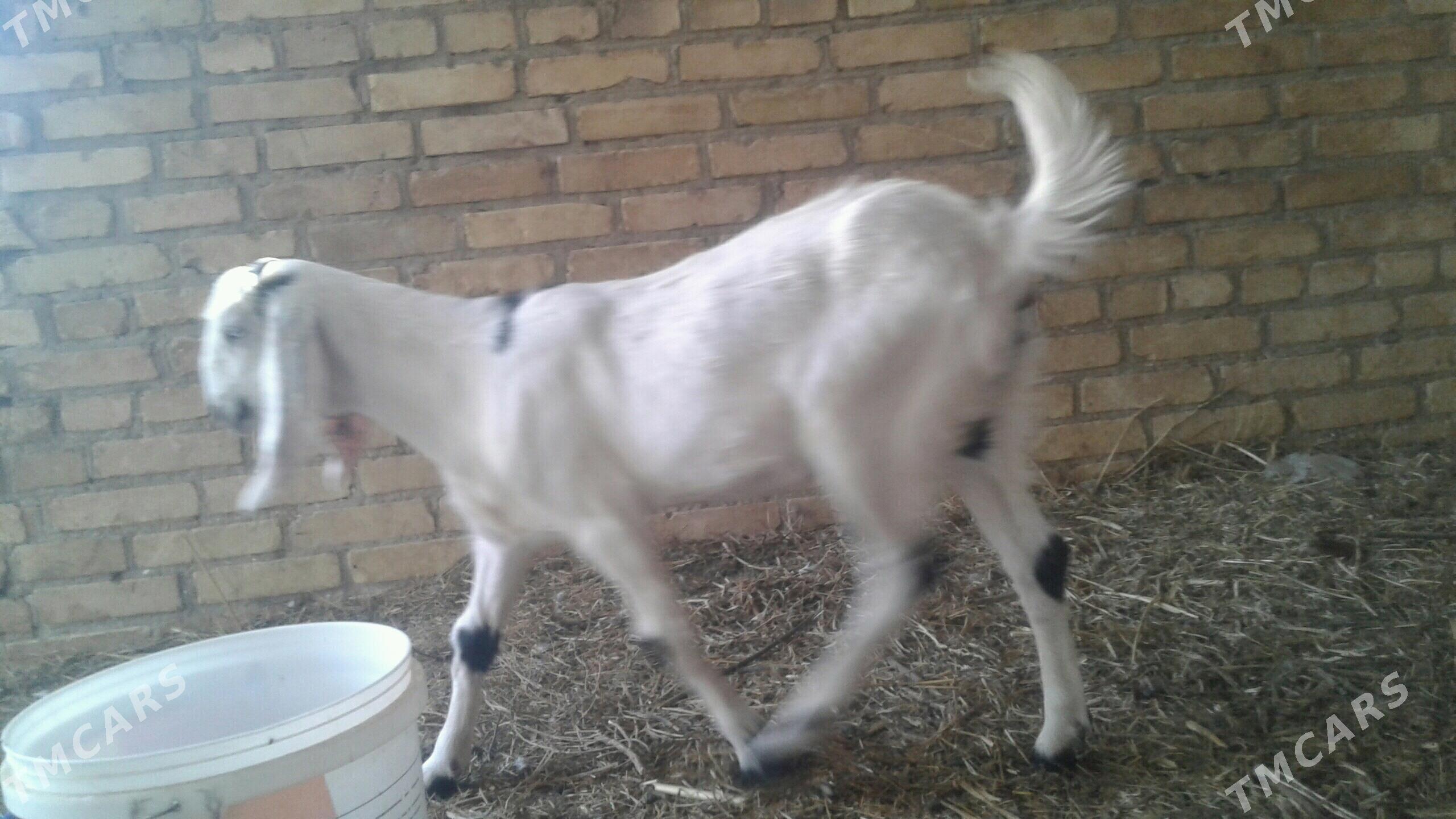 Пакистан овлак - Kerki - img 1