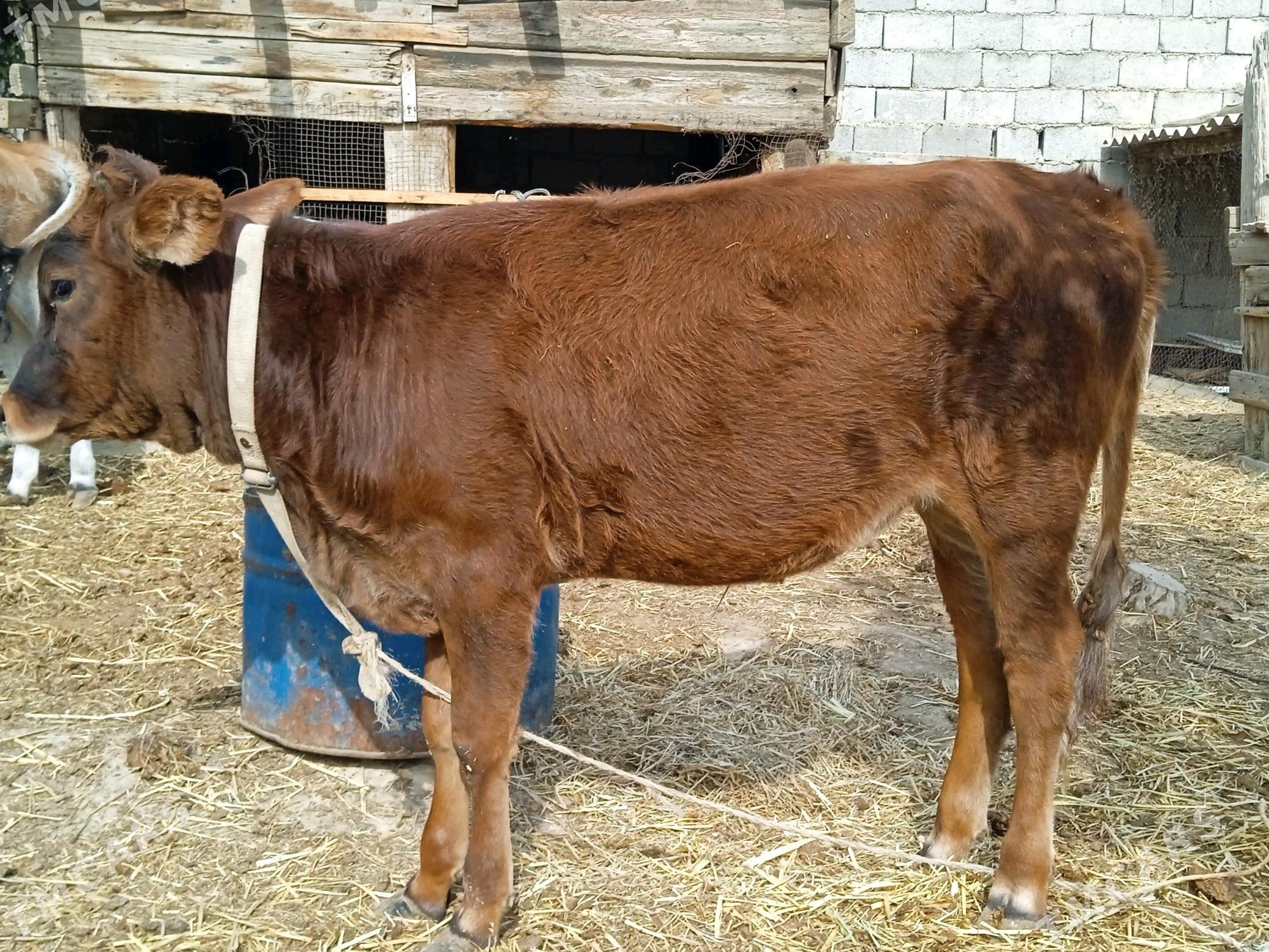 Tuwe.. - Änew - img 2