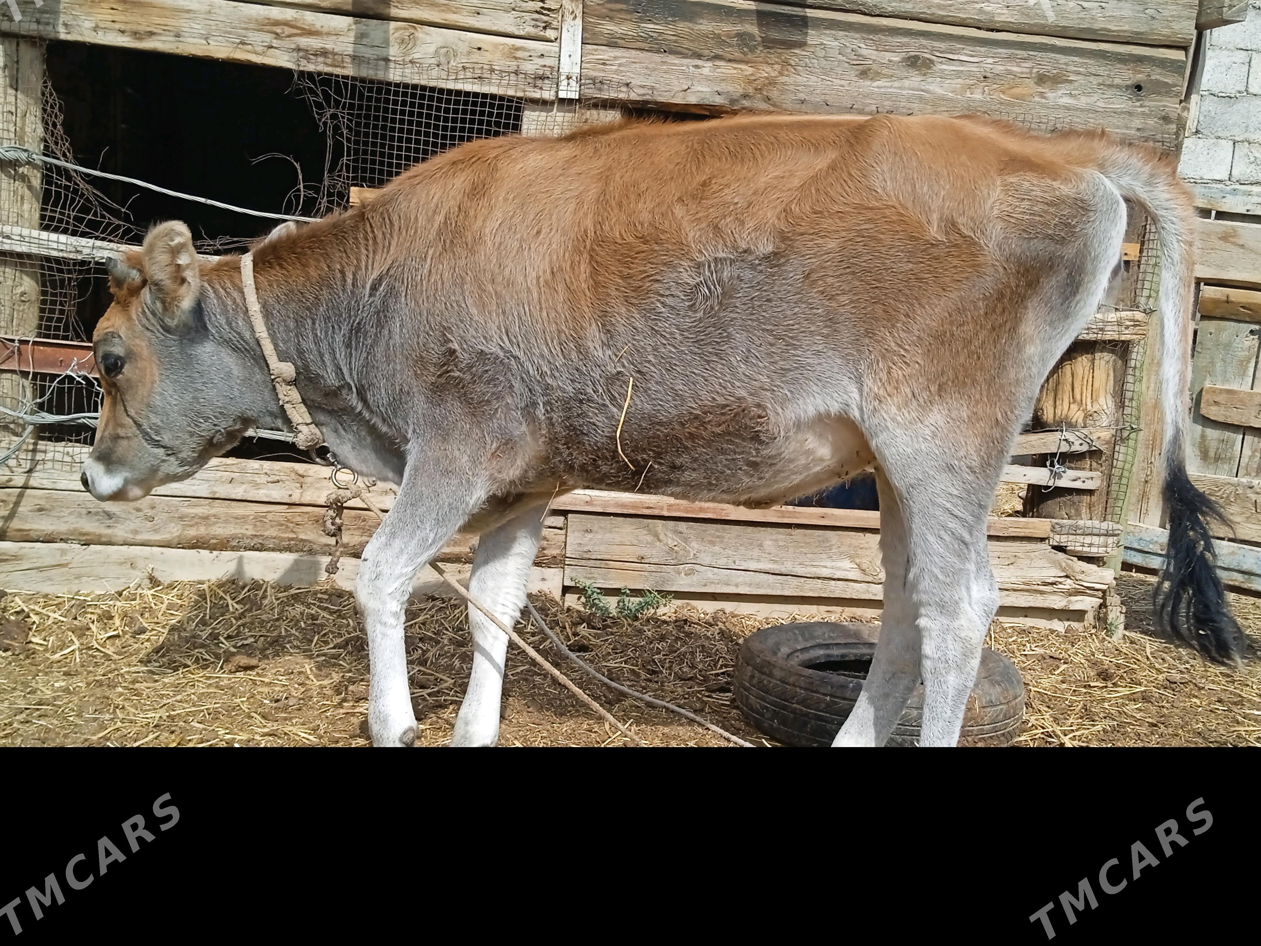 Tuwe.. - Änew - img 3