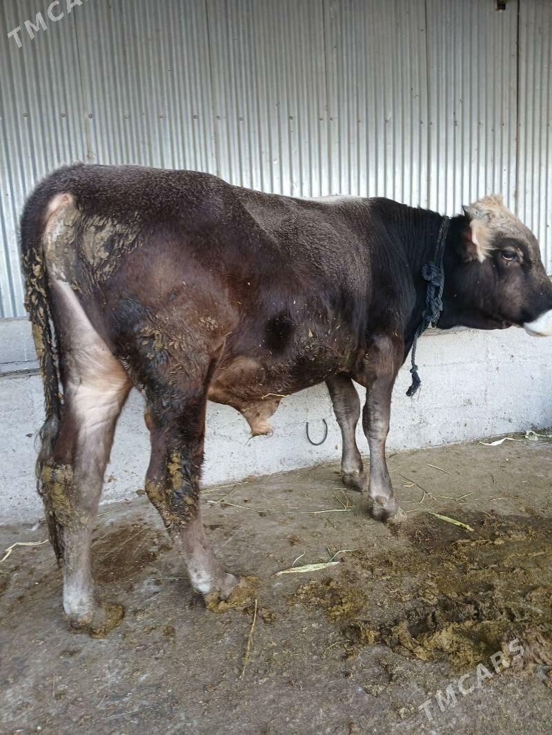 Öküz - Ruhabat (90-njy razýezd) - img 2