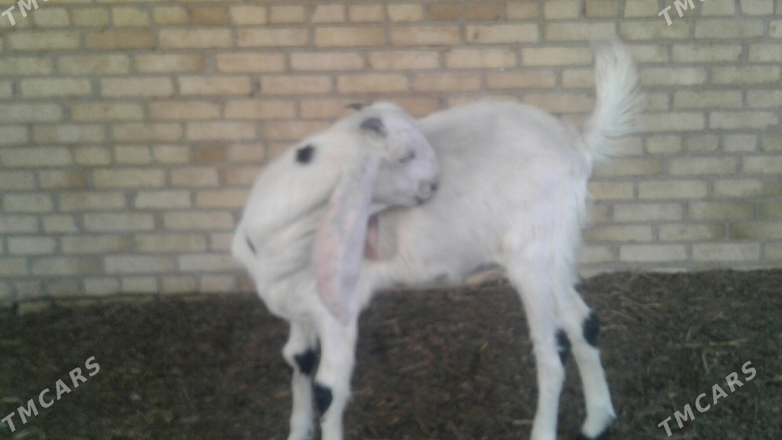 Пакистан овлак - Kerki - img 3