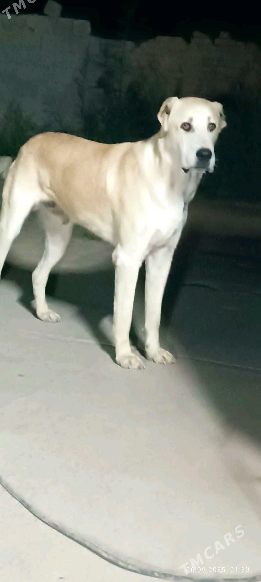 Alabay - Дашогуз - img 1