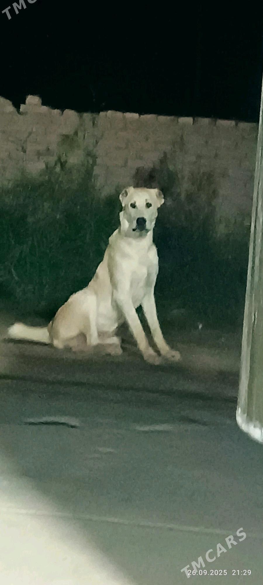 Alabay - Дашогуз - img 2