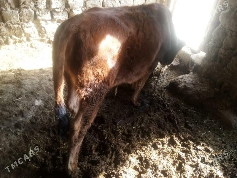 Tuwe - Gökdepe - img 3