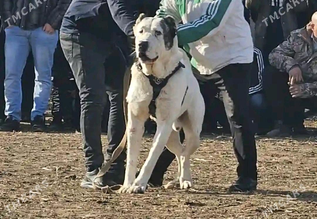 Alabay - Дашогуз - img 3