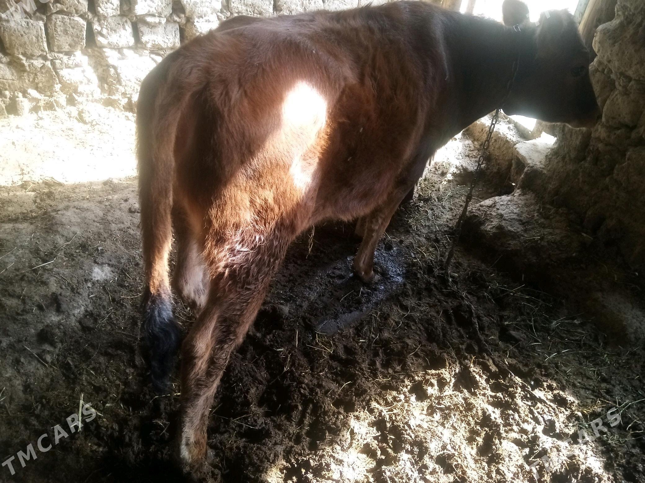 Tuwe - Gökdepe - img 4