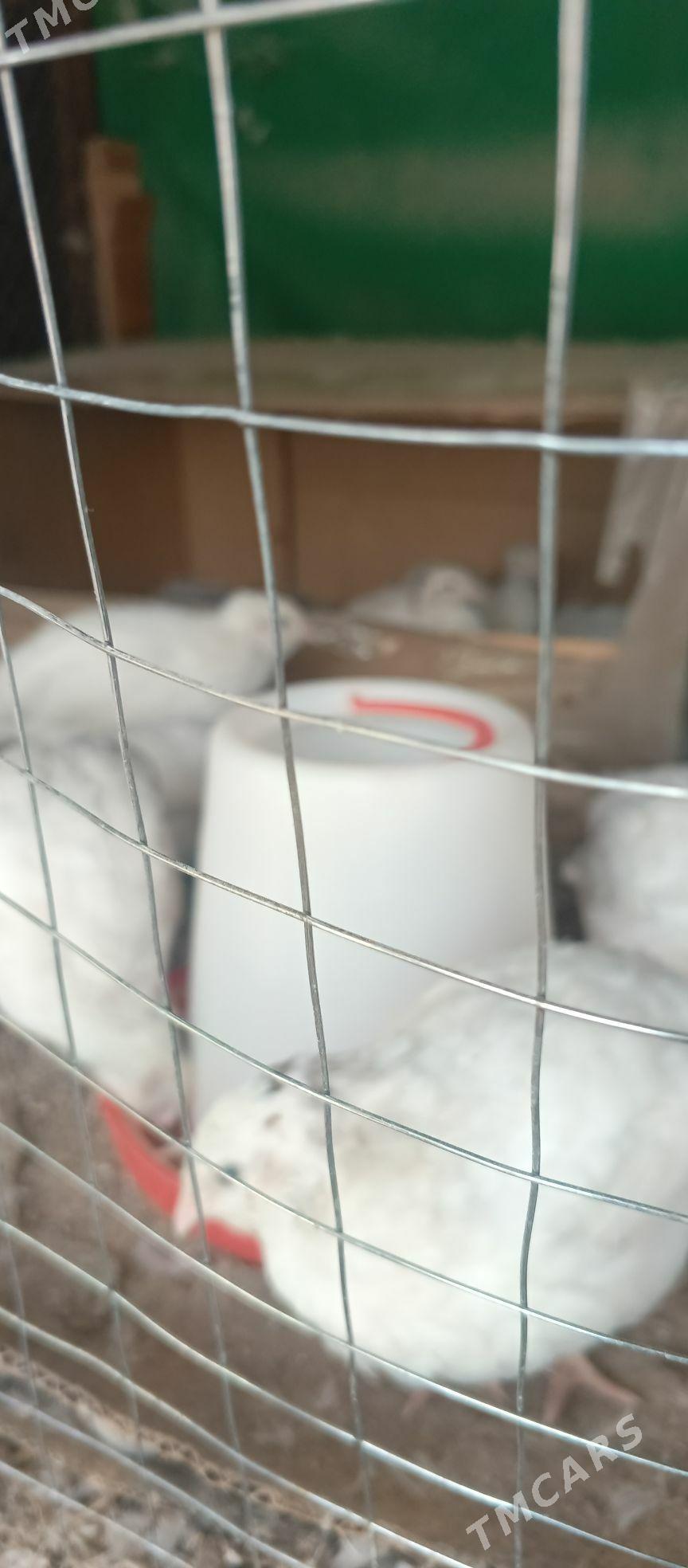 bedene - Çoganly - img 3