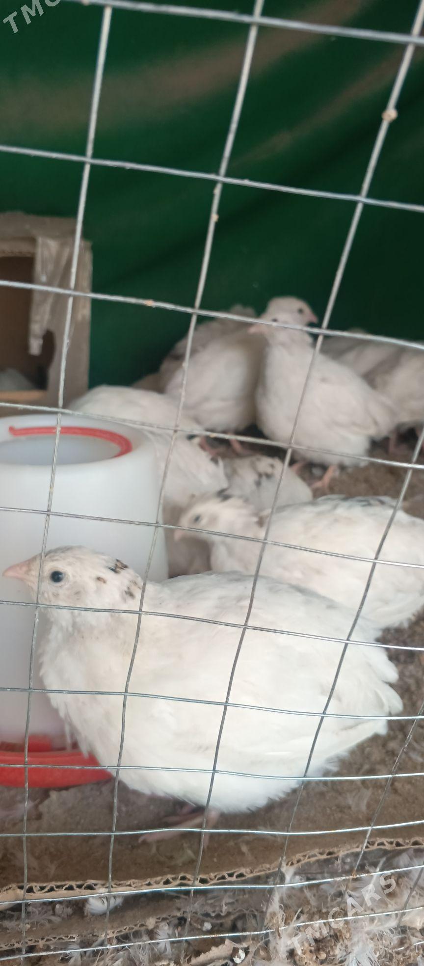 bedene - Çoganly - img 2