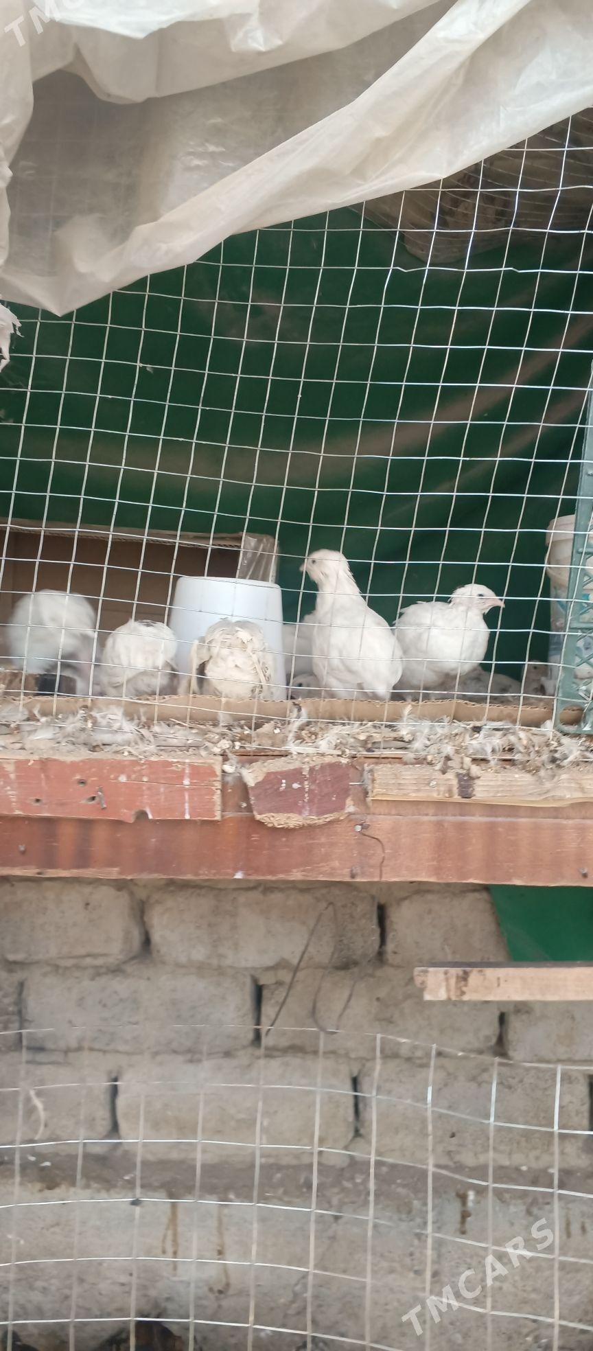 bedene - Çoganly - img 6