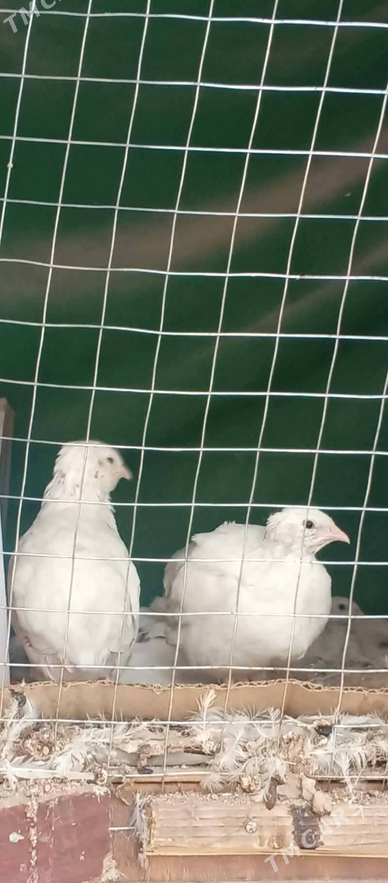 bedene - Çoganly - img 1