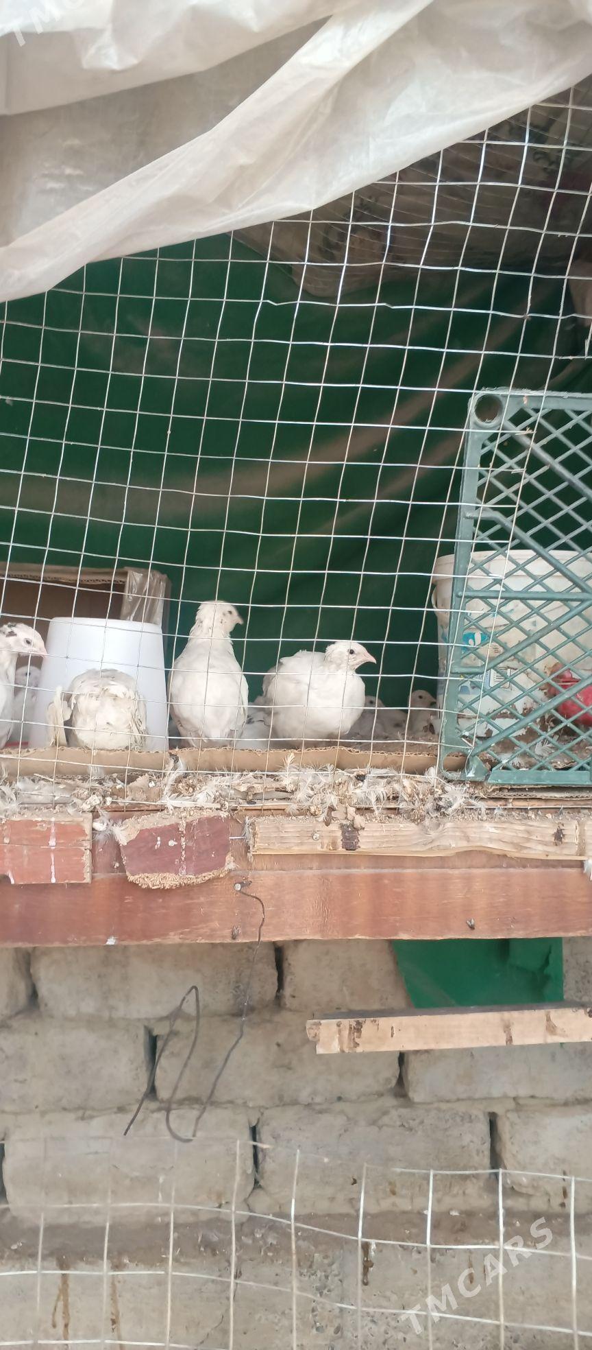 bedene - Çoganly - img 5