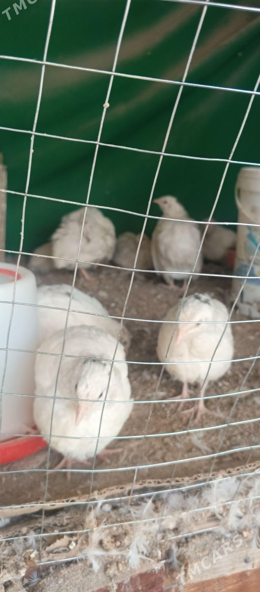 bedene - Çoganly - img 4