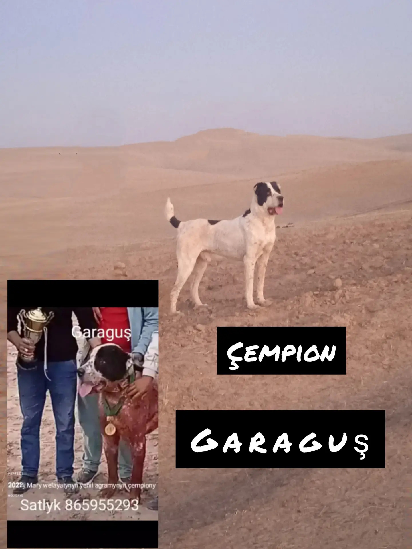 Türkmen alabay - Сакарчага - img 3