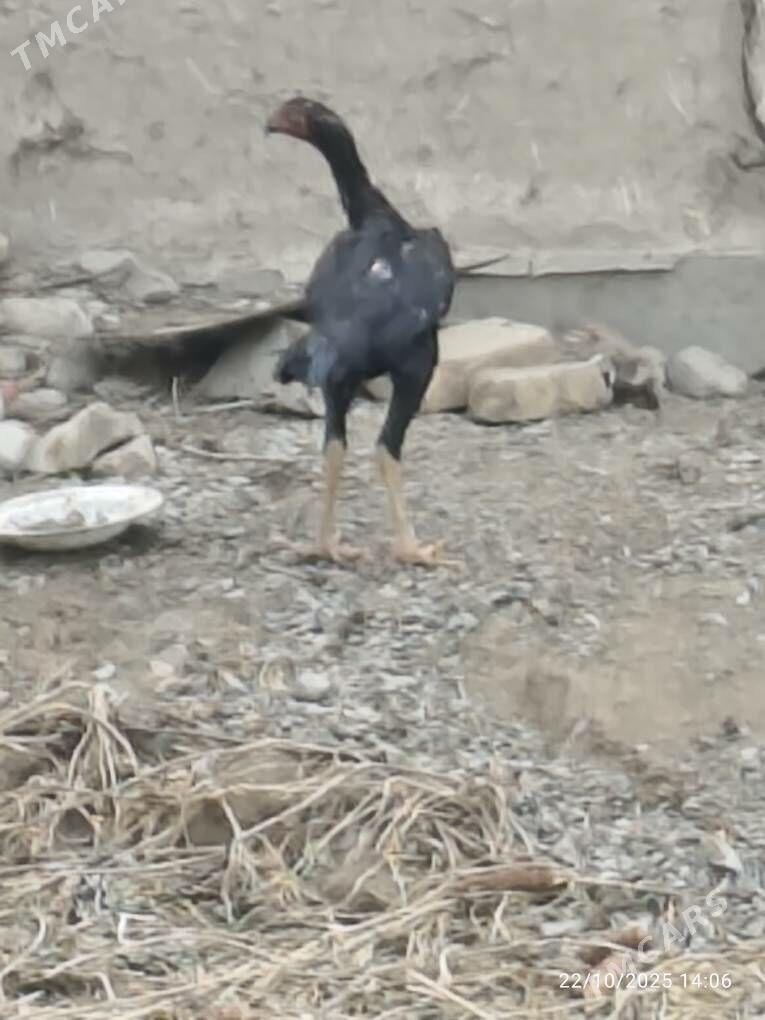 horaz - Şabat etr. - img 5