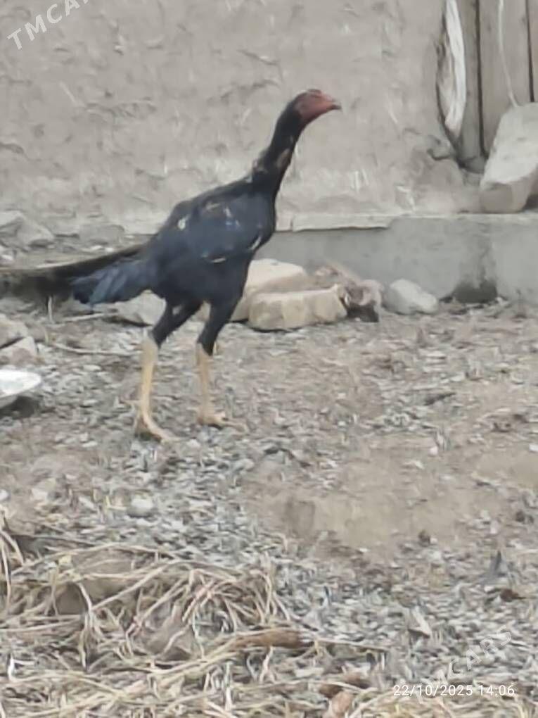 horaz - Шабатский этрап - img 1