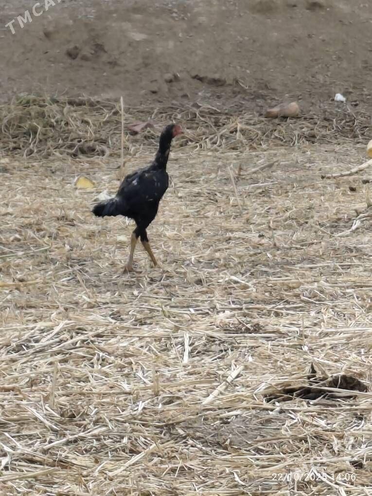 horaz - Şabat etr. - img 4