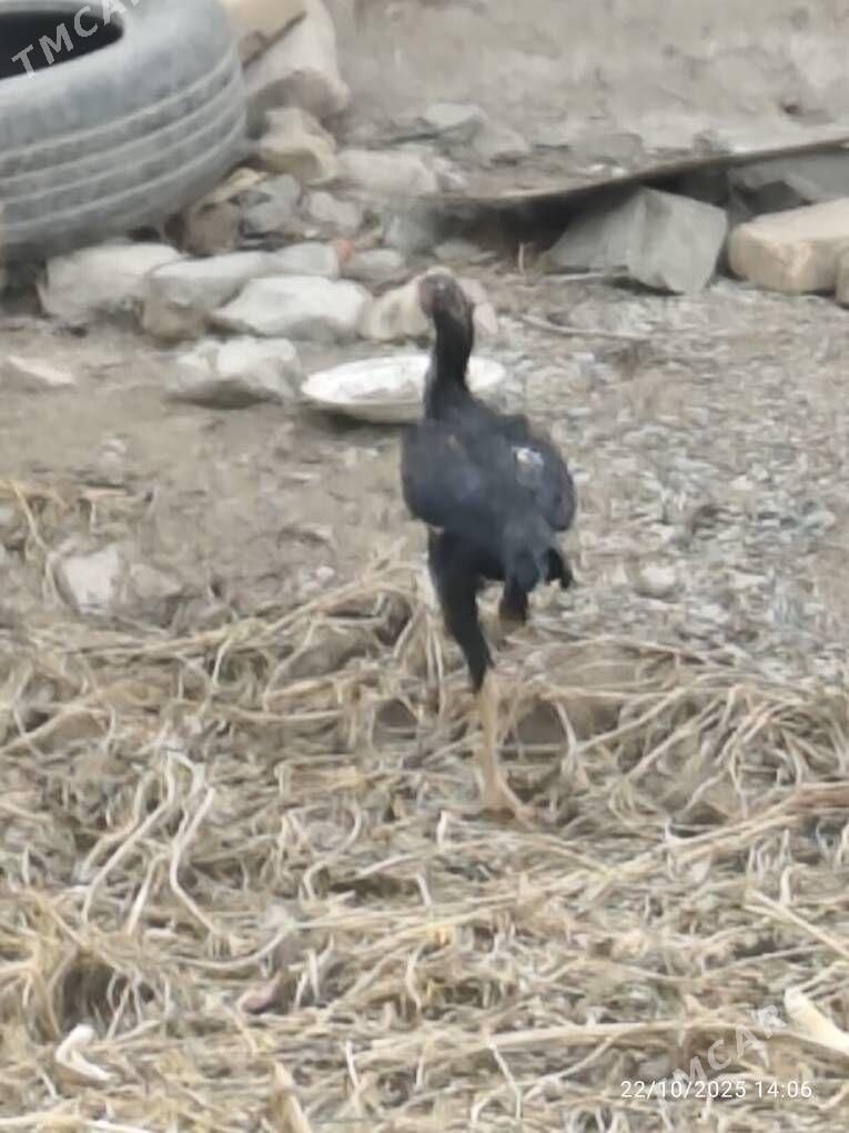 horaz - Şabat etr. - img 3