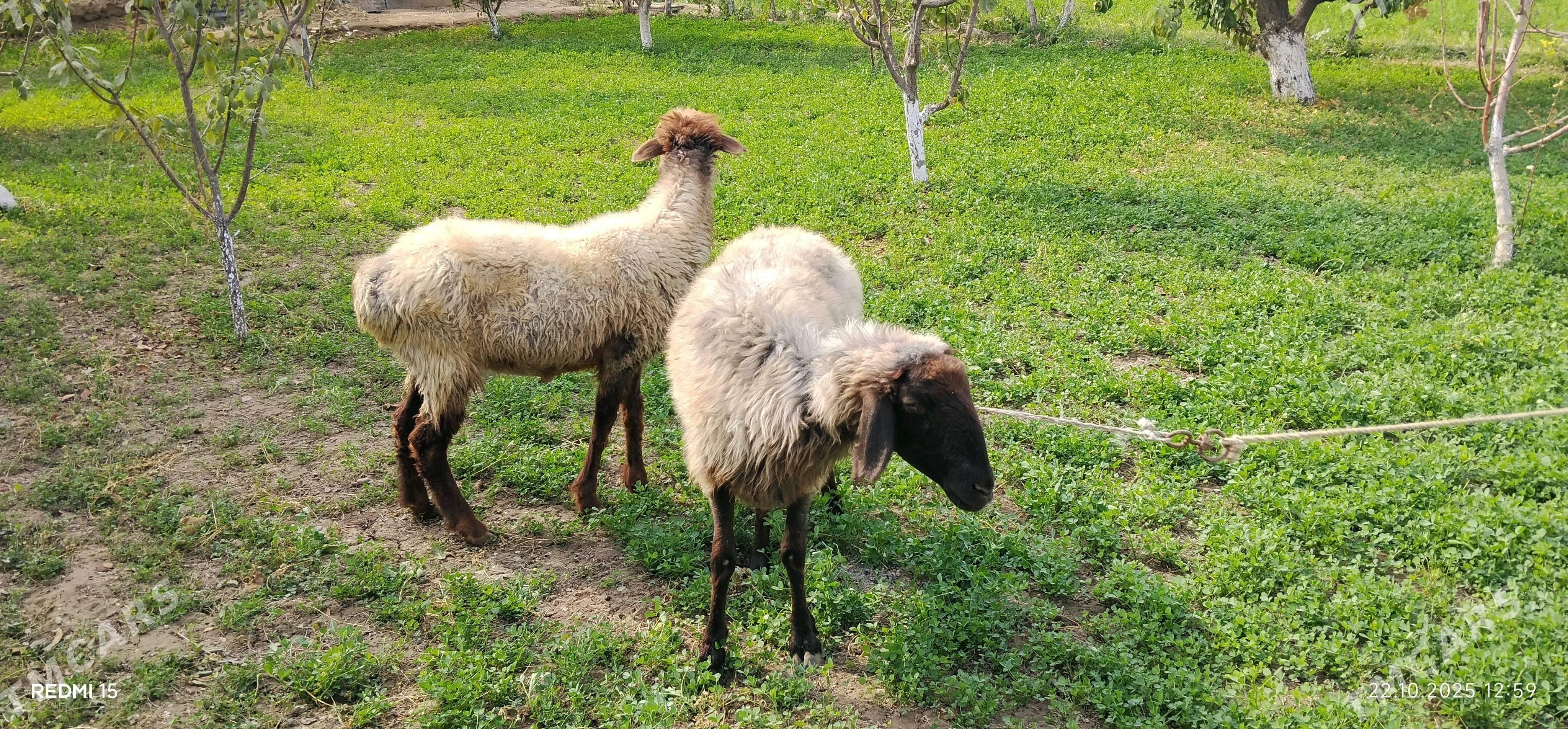 goyunlar - Çärjew - img 4