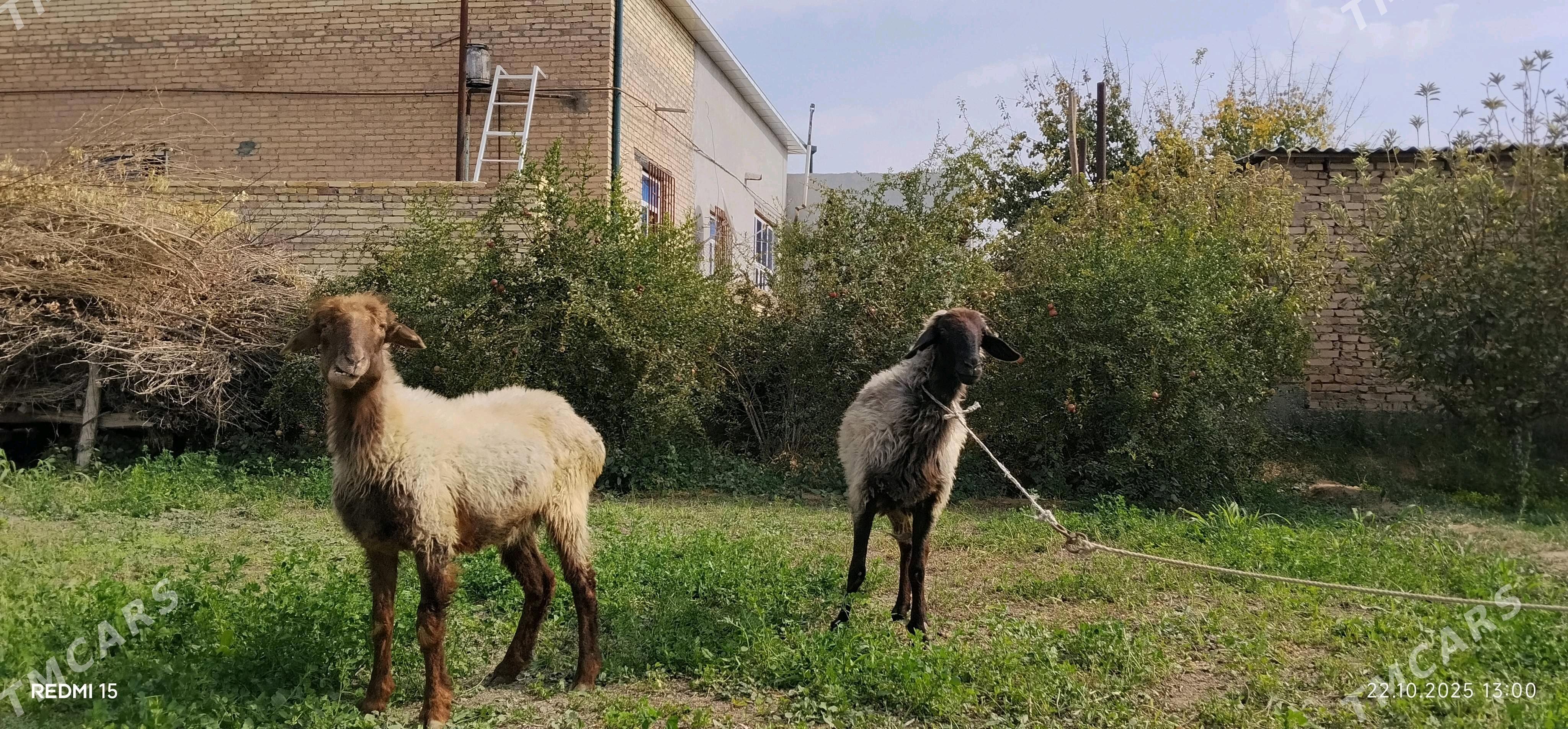 goyunlar - Çärjew - img 1