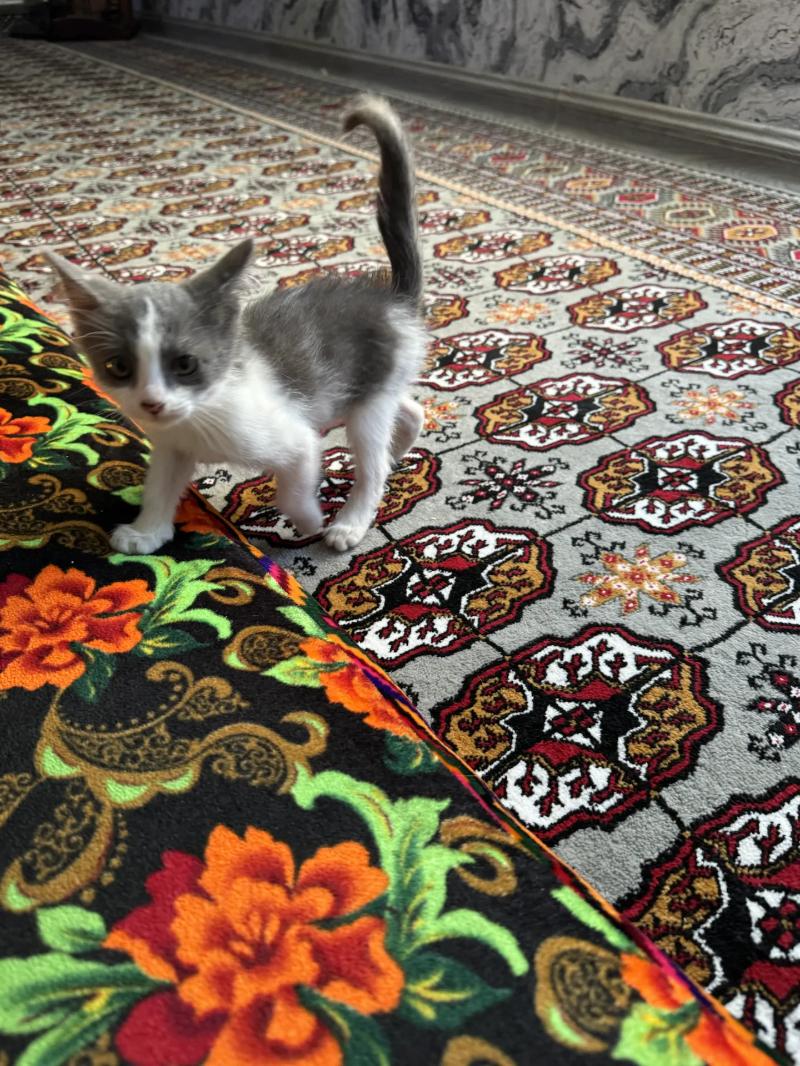 котята - Дашогуз - img 2