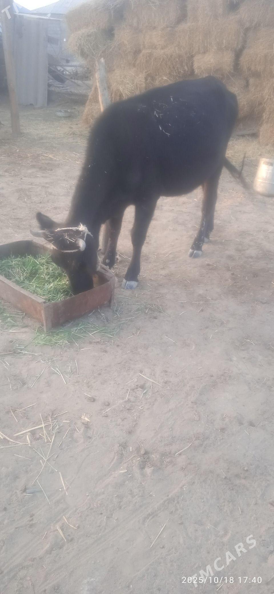 sygyr - Ак-Бугдайский этрап - img 2