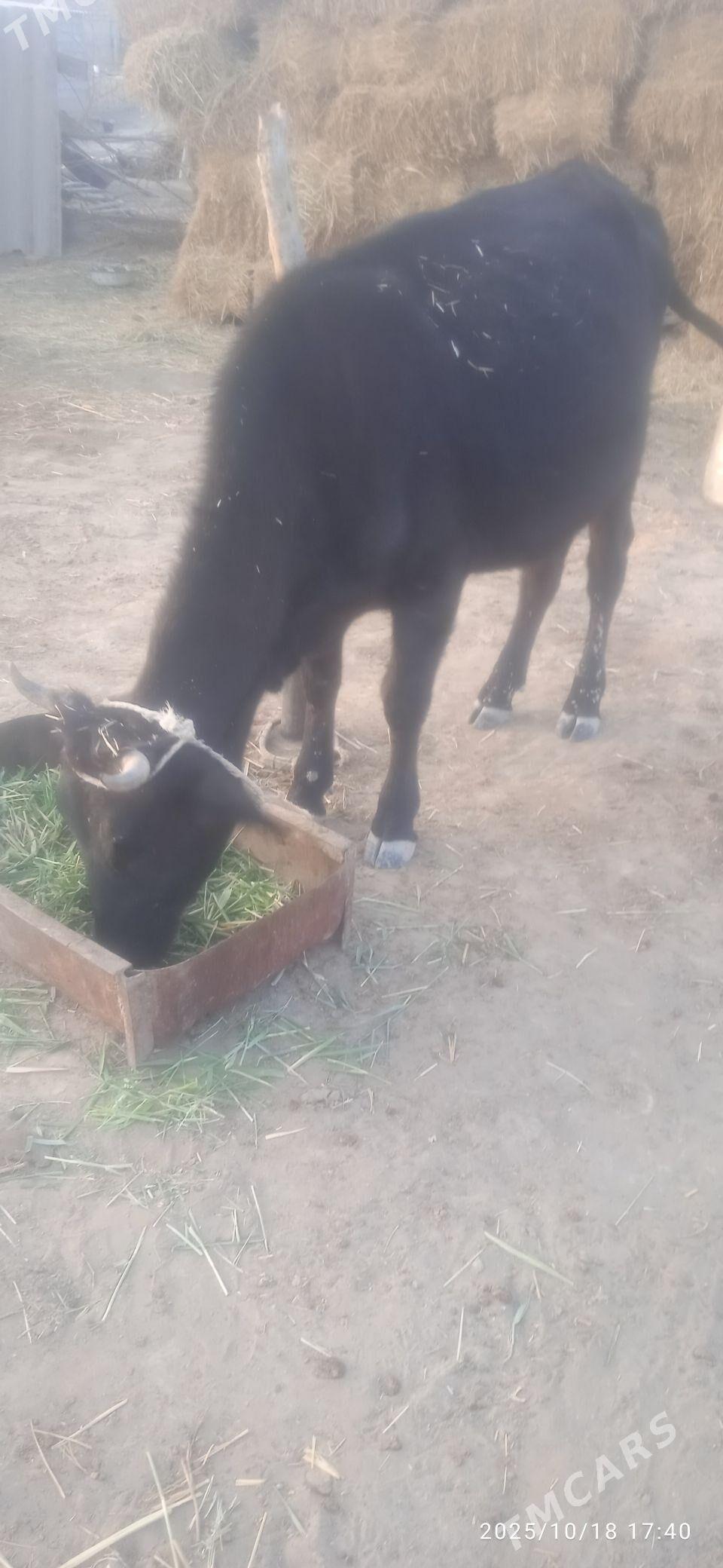 sygyr - Ак-Бугдайский этрап - img 1